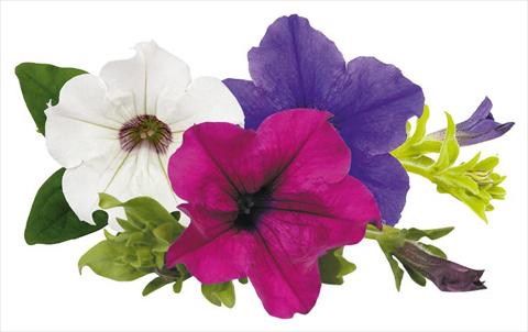 foto van een variëteit aan bloemen, te gebruiken als: Potplant, perkplant, patioplant, korfplant Petunia Surfinia® Monday