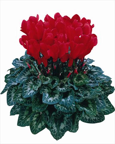 foto van een variëteit aan bloemen, te gebruiken als: Pot Cyclamen persicum Halios® Rosso scarlatto