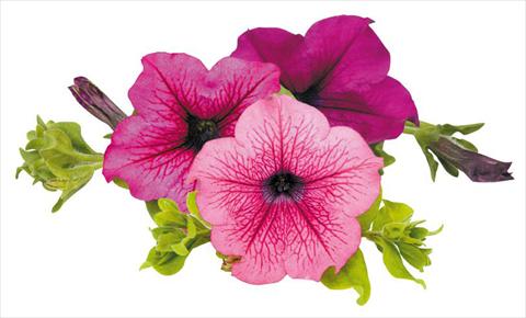 foto van een variëteit aan bloemen, te gebruiken als: Potplant, perkplant, patioplant, korfplant Petunia Surfinia® Thursday