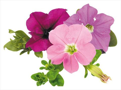 foto van een variëteit aan bloemen, te gebruiken als: Potplant, perkplant, patioplant, korfplant Petunia Surfinia® Tuesday