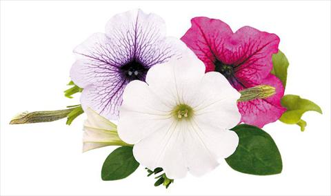 foto van een variëteit aan bloemen, te gebruiken als: Potplant, perkplant, patioplant, korfplant Petunia Surfinia® Wednesday