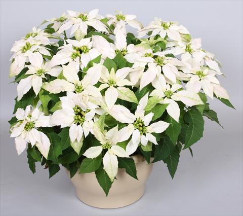 foto van een variëteit aan bloemen, te gebruiken als: Pot Poinsettia - Euphorbia pulcherrima Princettia® Maxim Pure White
