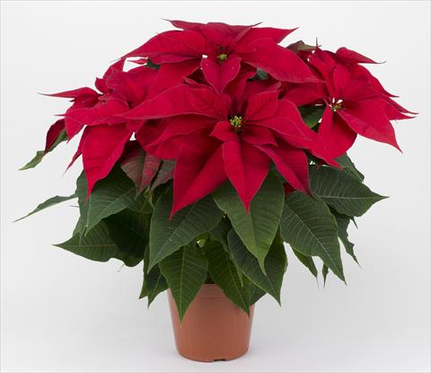 foto van een variëteit aan bloemen, te gebruiken als: Pot Poinsettia - Euphorbia pulcherrima Rubino Red