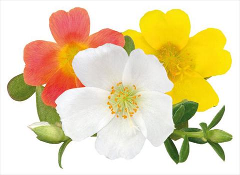 foto van een variëteit aan bloemen, te gebruiken als: Perkplant, patioplant, korfplant Portulaca Duna® Glamour