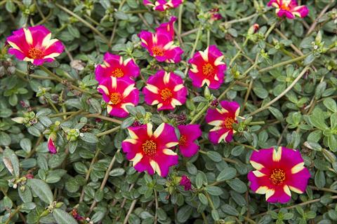 foto van een variëteit aan bloemen, te gebruiken als: Perkplant, patioplant, korfplant Portulaca Duna® Purple Cross