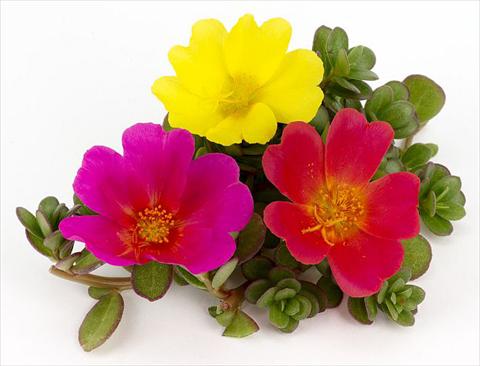 foto van een variëteit aan bloemen, te gebruiken als: Perkplant, patioplant, korfplant Portulaca Duna® Rainbow