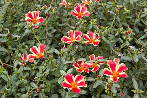 foto van een variëteit aan bloemen, te gebruiken als: Perkplant, patioplant, korfplant Portulaca Duna® Red Flame