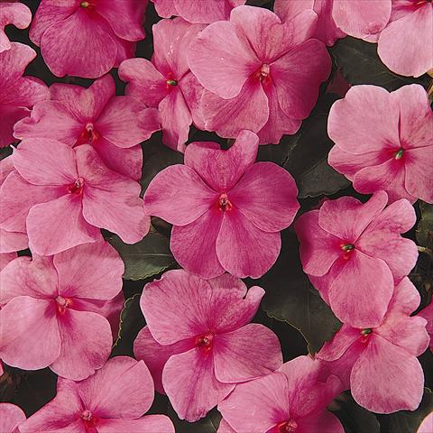 foto van een variëteit aan bloemen, te gebruiken als: Perkplant / Borders Impatiens walleriana Expo Deep Pink