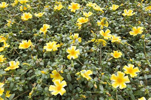 foto van een variëteit aan bloemen, te gebruiken als: Perkplant, patioplant, korfplant Portulaca Duna® Yellow Star