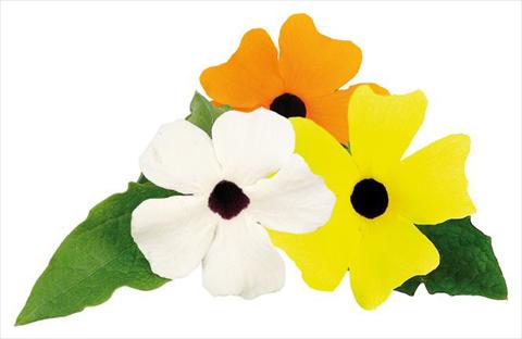 foto van een variëteit aan bloemen, te gebruiken als: Korf / Pot Thunbergia alata Picador