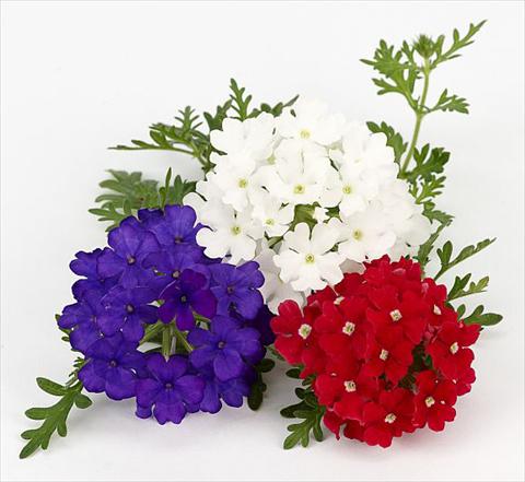 foto van een variëteit aan bloemen, te gebruiken als: Potplant, patioplant, korfplant Verbena Benissima® Vive la France