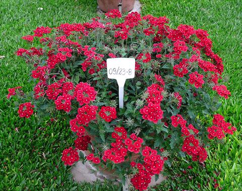 foto van een variëteit aan bloemen, te gebruiken als: Potplant, patioplant, korfplant Verbena peruviana Primavera Dark Red
