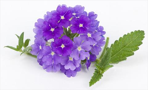 foto van een variëteit aan bloemen, te gebruiken als: Potplant, patioplant, korfplant Verbena peruviana Primavera Lavender