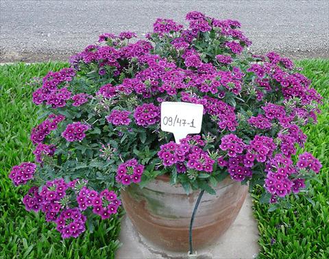 foto van een variëteit aan bloemen, te gebruiken als: Potplant, patioplant, korfplant Verbena peruviana Primavera Purple