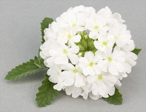 foto van een variëteit aan bloemen, te gebruiken als: Potplant, patioplant, korfplant Verbena peruviana Primavera White