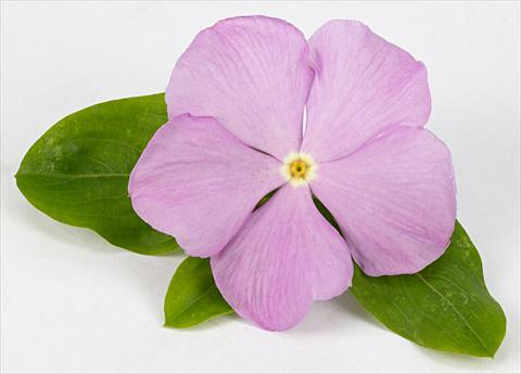 foto van een variëteit aan bloemen, te gebruiken als: Pot - en perkplant Catharanthus roseus - Vinca Sunvinca Lavender