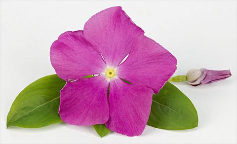 foto van een variëteit aan bloemen, te gebruiken als: Pot - en perkplant Catharanthus roseus - Vinca Sunvinca Reddish Purple