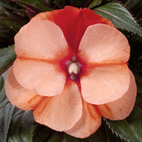 foto van een variëteit aan bloemen, te gebruiken als: Potplant, perkplant, patioplant, korfplant Impatiens N. Guinea pac® Impacio Orange Star
