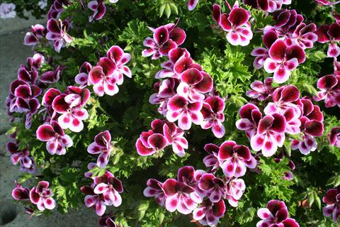 foto van een variëteit aan bloemen, te gebruiken als: Pot - en perkplant Pelargonium crispum pac® Angels Perfume