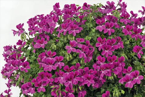 foto van een variëteit aan bloemen, te gebruiken als: Potplant, patioplant, korfplant Pelargonium peltatum pac® Happy Face Magenta