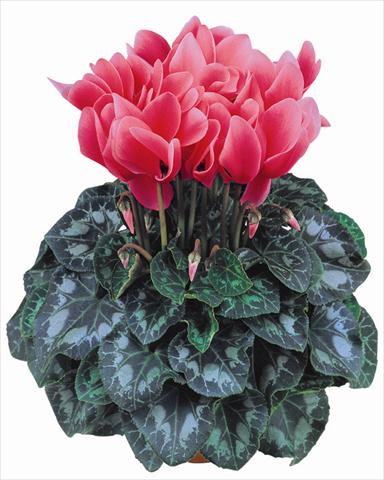 foto van een variëteit aan bloemen, te gebruiken als: Pot - en perkplant Cyclamen persicum Latinia® Salmone
