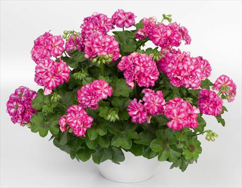 foto van een variëteit aan bloemen, te gebruiken als: Potplant, patioplant, korfplant Pelargonium peltatum pac® Mexica Nealit
