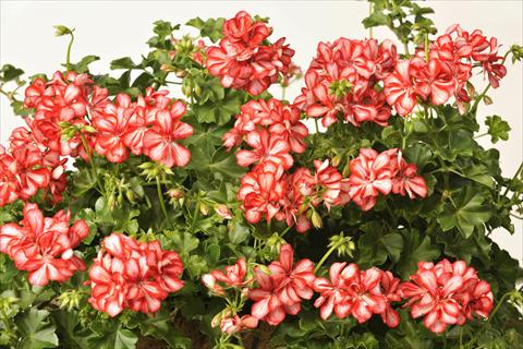 foto van een variëteit aan bloemen, te gebruiken als: Potplant, patioplant, korfplant Pelargonium peltatum pac® Mexica Ruby