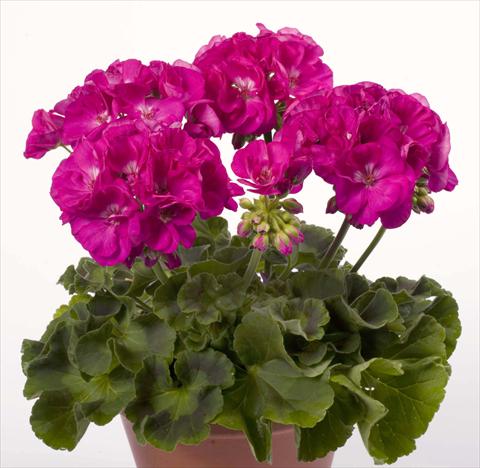 foto van een variëteit aan bloemen, te gebruiken als: Potplant, perkplant, patioplant Pelargonium zonale pac® Alice
