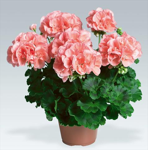 foto van een variëteit aan bloemen, te gebruiken als: Potplant, perkplant, patioplant Pelargonium zonale pac® Calais