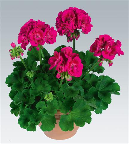 foto van een variëteit aan bloemen, te gebruiken als: Potplant, perkplant, patioplant Pelargonium zonale pac® Flower Fairy Berry
