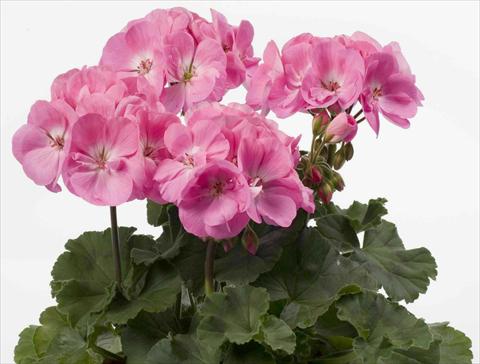 foto van een variëteit aan bloemen, te gebruiken als: Potplant, perkplant, patioplant Pelargonium zonale pac® Rosita