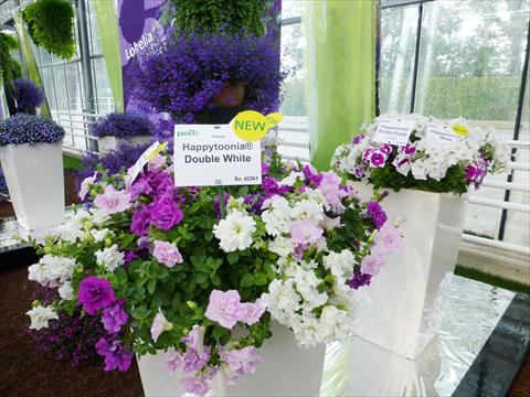 foto van een variëteit aan bloemen, te gebruiken als: Potplant, perkplant, patioplant, korfplant Petunia pac® Happytoonia Double Purple