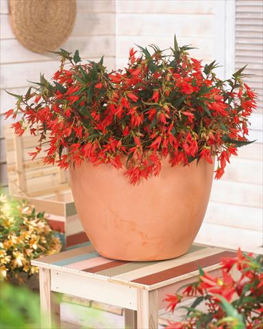 foto van een variëteit aan bloemen, te gebruiken als: Perkplant, potplant of korfplant Begonia boliviensis Crackling Fire® Orange