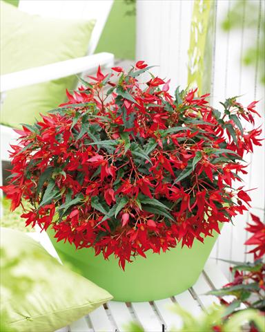 foto van een variëteit aan bloemen, te gebruiken als: Perkplant, potplant of korfplant Begonia boliviensis Crackling Fire® Red