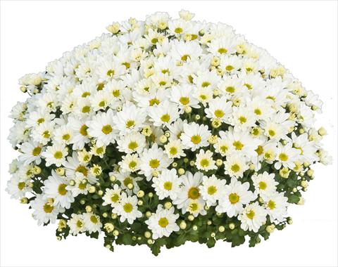foto van een variëteit aan bloemen, te gebruiken als: Pot - en perkplant Chrysanthemum Elys Blanc 2013