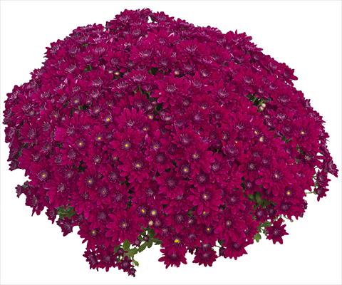 foto van een variëteit aan bloemen, te gebruiken als: Pot - en perkplant Chrysanthemum Louna Pourpre 2013