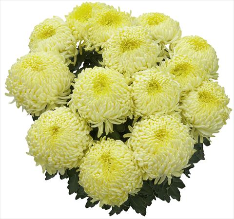 foto van een variëteit aan bloemen, te gebruiken als: Pot - en perkplant Chrysanthemum Malibu Citron 2013