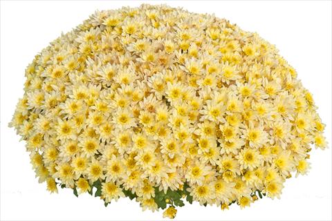 foto van een variëteit aan bloemen, te gebruiken als: Pot - en perkplant Chrysanthemum Pasoa Vanille 2013
