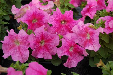 foto van een variëteit aan bloemen, te gebruiken als: Perkplant, potplant of korfplant Petunia x hybrida Limbo rosa venata