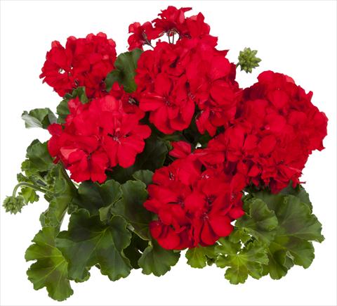 foto van een variëteit aan bloemen, te gebruiken als: Patioplant, potplant Pelargonium interspecifico fides® Mambo
