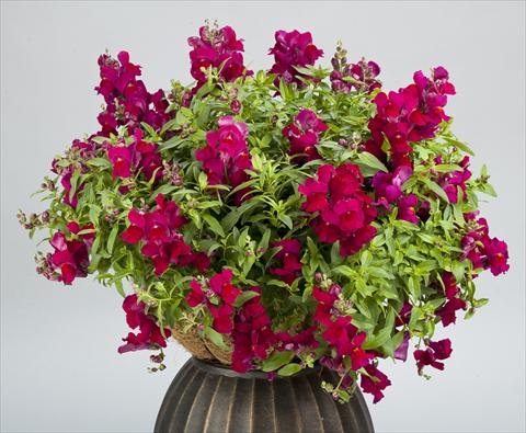 foto van een variëteit aan bloemen, te gebruiken als: Pot - en perkplant Antirrhinum majus Candy Showers Deep Purple