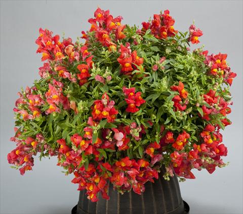 foto van een variëteit aan bloemen, te gebruiken als: Pot - en perkplant Antirrhinum majus Candy Showers Orange