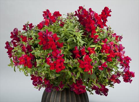 foto van een variëteit aan bloemen, te gebruiken als: Pot - en perkplant Antirrhinum majus Candy Showers Red
