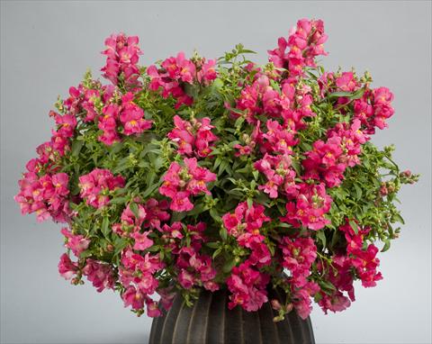 foto van een variëteit aan bloemen, te gebruiken als: Pot - en perkplant Antirrhinum majus Candy Showers Rose