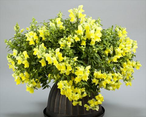 foto van een variëteit aan bloemen, te gebruiken als: Pot - en perkplant Antirrhinum majus Candy Showers Yellow