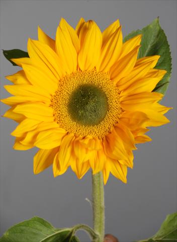 foto van een variëteit aan bloemen, te gebruiken als: Snijbloemen Helianthus annuus Vincent®s Fresh