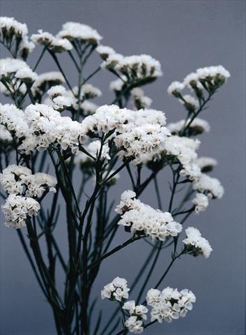 foto van een variëteit aan bloemen, te gebruiken als: Pot - en perkplant Limonium sinuatum Qis Bianco