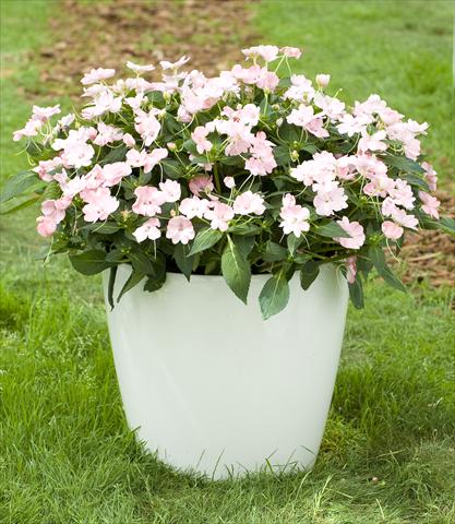 foto van een variëteit aan bloemen, te gebruiken als: Potplant, perkplant, patioplant, korfplant Impatiens N. Guinea SunPatiens® Vigorous Blush Pink