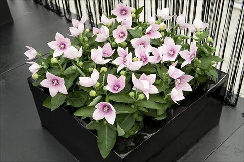 foto van een variëteit aan bloemen, te gebruiken als: Pot - en perkplant Platycodon Astra Pink