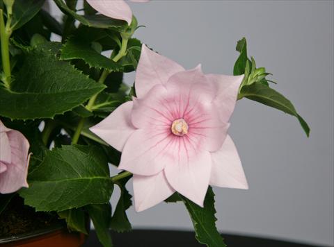 foto van een variëteit aan bloemen, te gebruiken als: Pot - en perkplant Platycodon Astra Semi-Double Pink